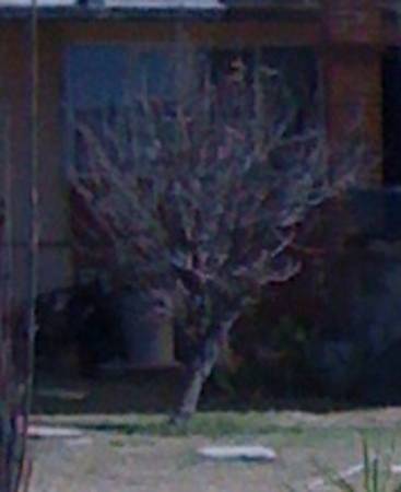 osiris_tree.jpg