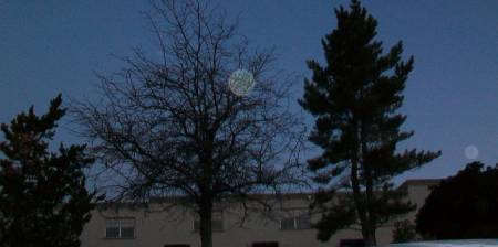 Tree_Orbs.jpg