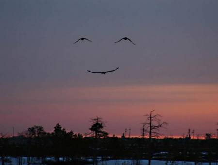 birdsmile.jpg