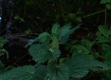 spiritnettle.jpg