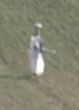 tallgrey.jpg