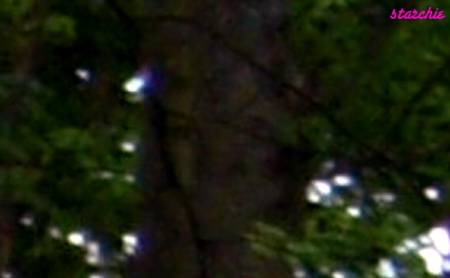 treeface11.jpg