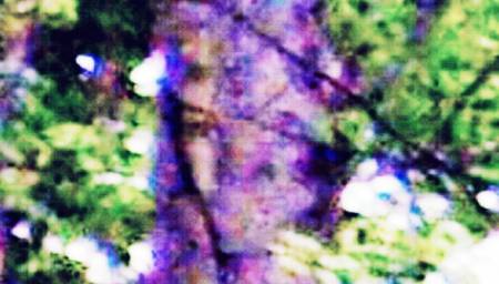 treeface33.jpg