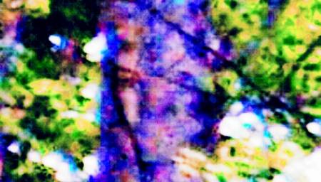 treeface55.jpg