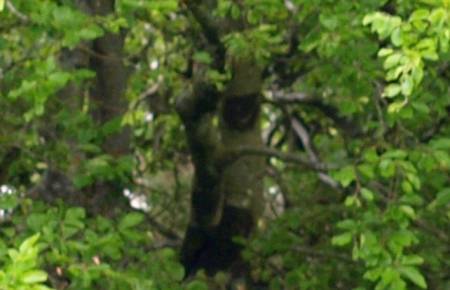 treeserp.jpg