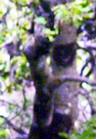 treeserp2.jpg