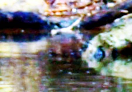 waterpuck3.jpg