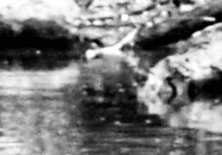 waterpuck2.jpg