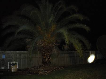 hello_tree3455.jpg