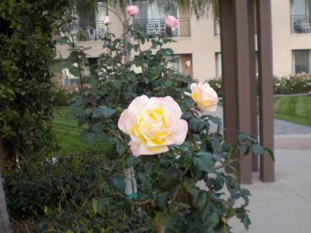 rose5491.jpg