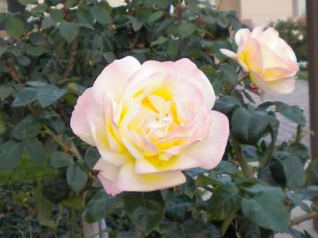 rose5491c.jpg
