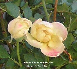 froc.jpg