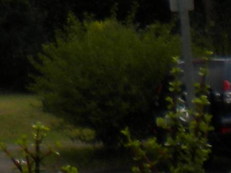 skullbush6231.jpg