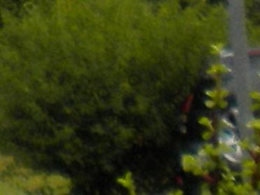 skullbush6231c.jpg