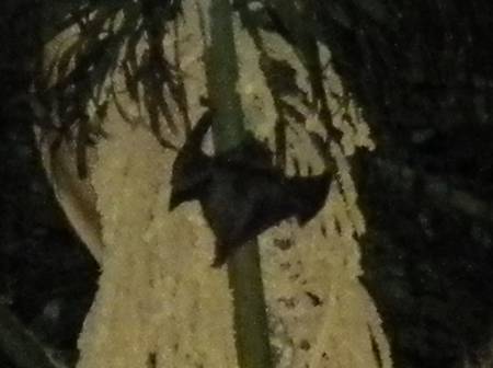 bat6294b.jpg