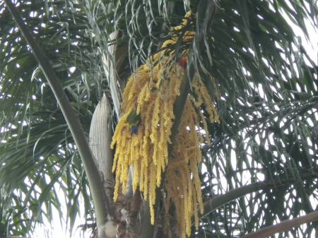 lorikeets6284.jpg