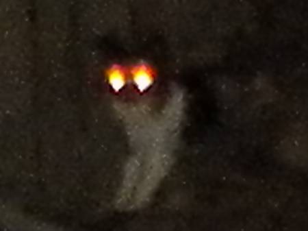 luci6342c.jpg