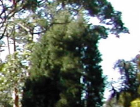 treewolf3216_4.jpg