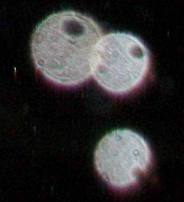 101_0086crop.jpg