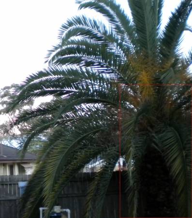 pineapple_palm7852.jpg