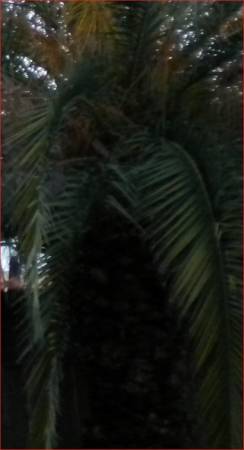 pineapple_palm7852b.jpg
