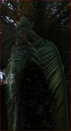 pineapple_palm7852c.jpg