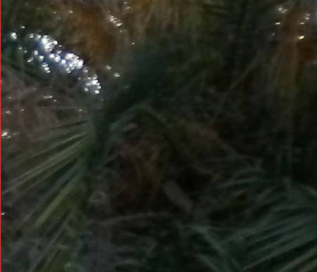 pineapple_palm7852d.jpg