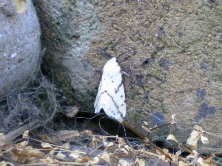 white_moth7944.jpg