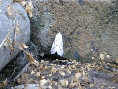 white_moth7946.jpg