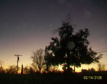 Tree_Orbs.jpg