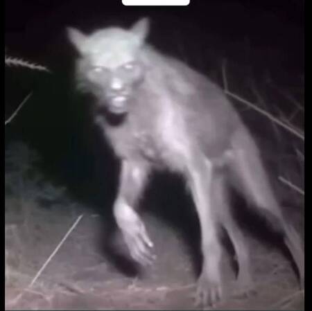 Dogman