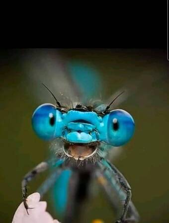 Dragonflies