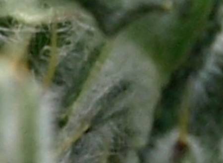 thistle1.jpg