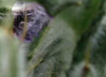 thistle3.jpg