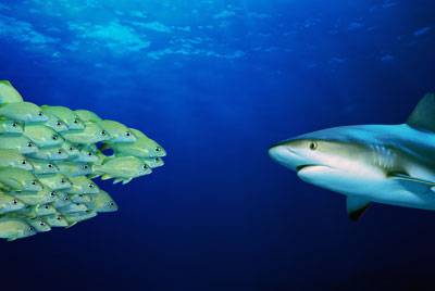 shark.jpg