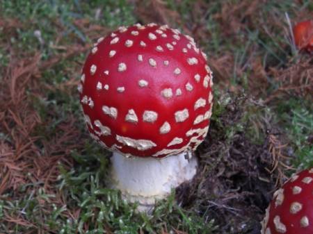 mushroom1.jpg