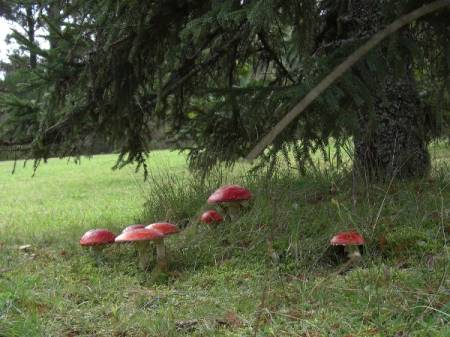 mushroom2.jpg