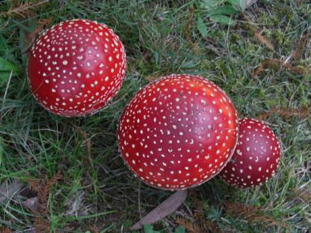 mushroom3.jpg