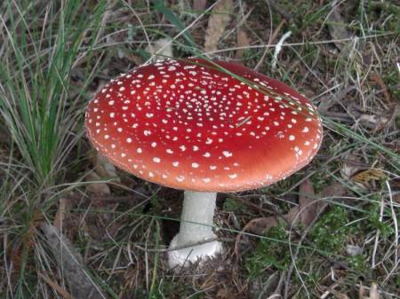 mushroom4.jpg