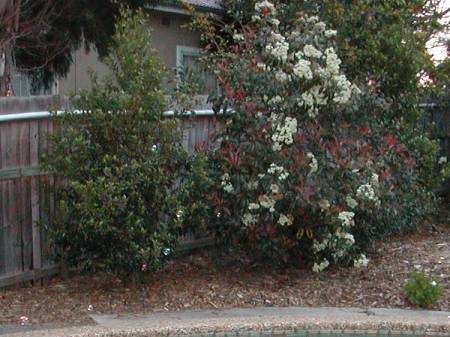 bubbles_bush7968.jpg