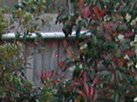 bubbles_bush7968b.jpg