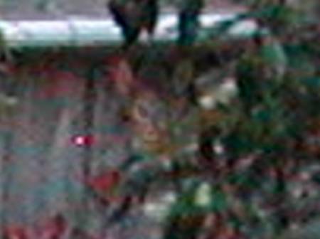 bubbles_bush7968d.jpg