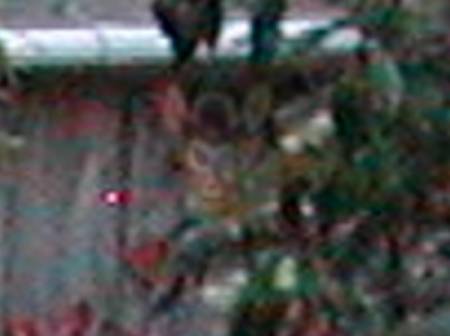 bubbles_bush7968e.jpg